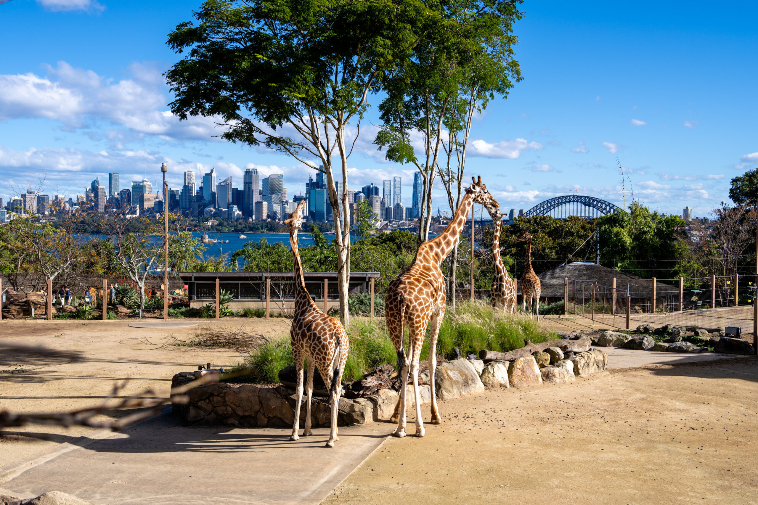 5 days in Sydney